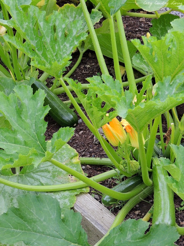 Zucchini in the Garden