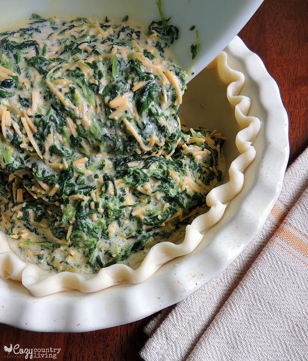 Easy Cheddar and Spinach Quiche, Chopped spinach is blended with eggs and Sharp Cheddar Cheese then baked in a pie crust for a tasty and filling meal that can be on your table in a little over 30 minutes.